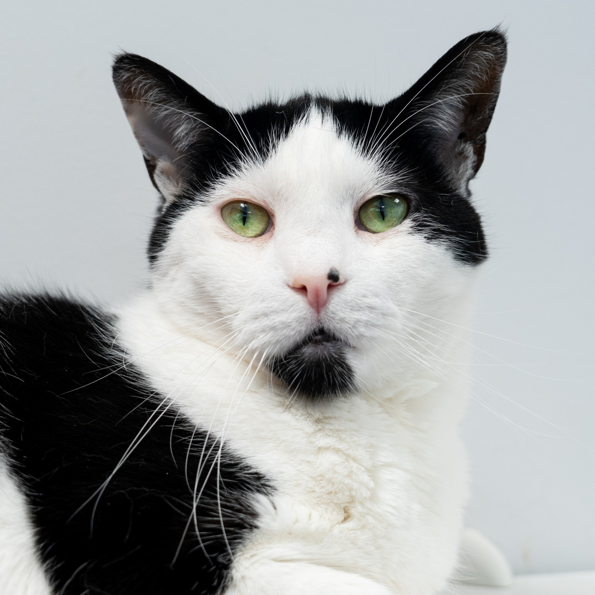 Enlarge Ana, a Adoptable Domestic Short Hair in North Haven, CT image 2/6