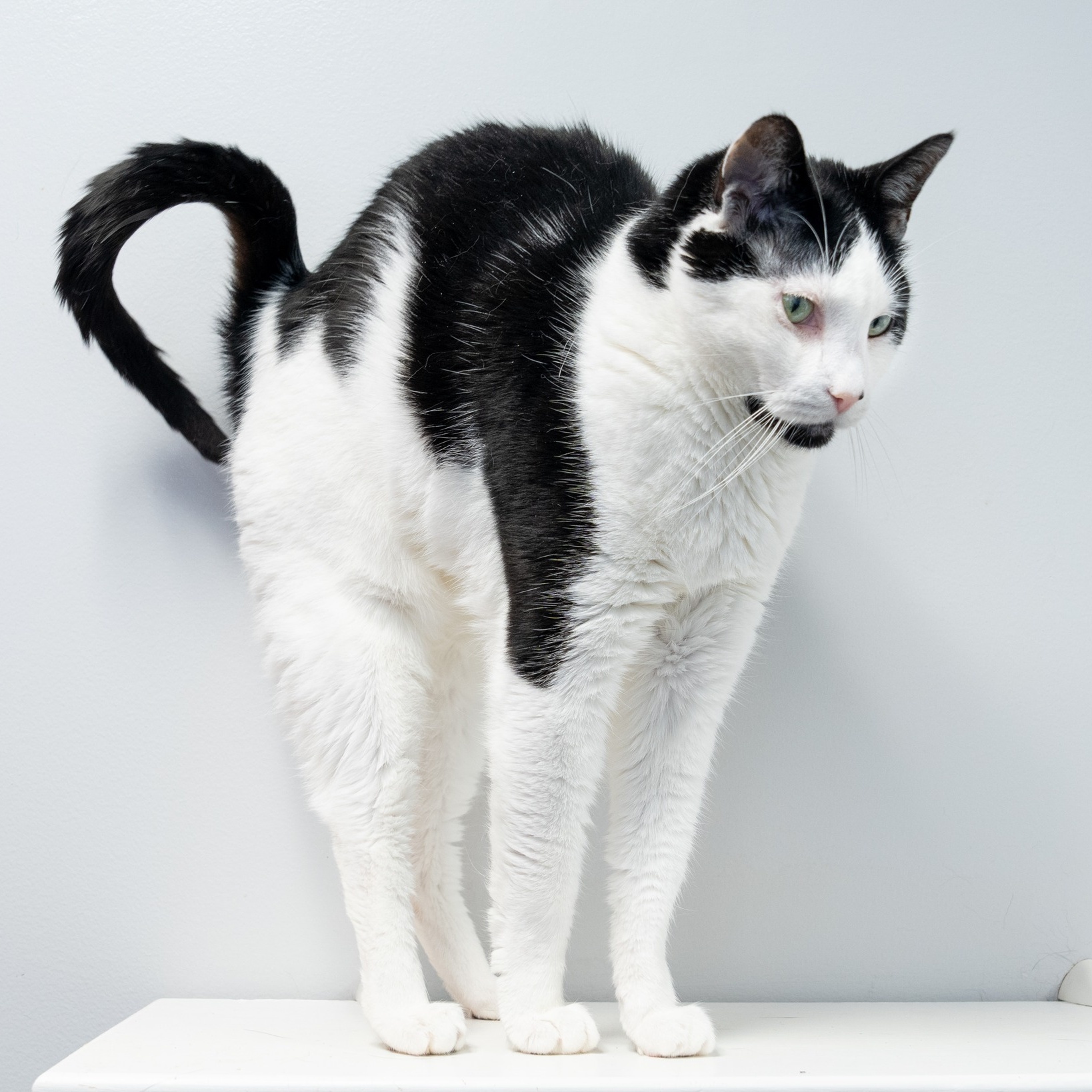 Enlarge Ana, a Adoptable Domestic Short Hair in North Haven, CT image 3/6