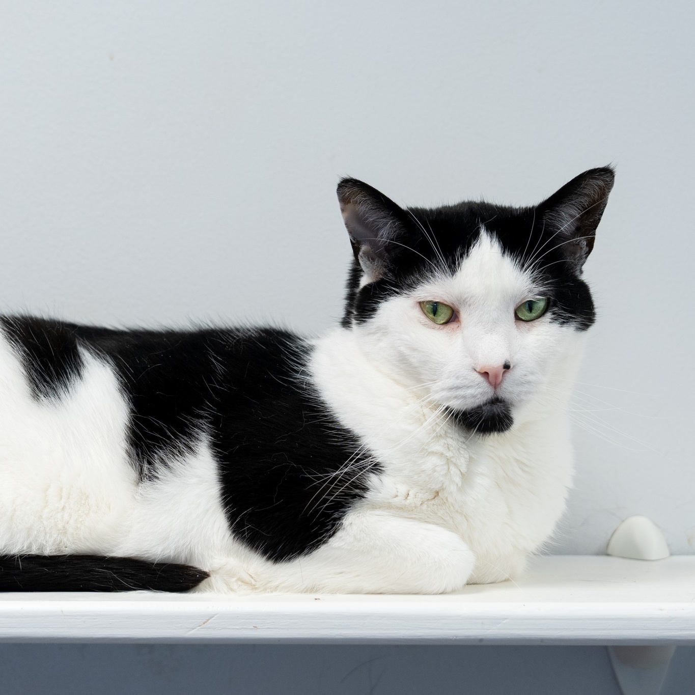 Enlarge Ana, a Adoptable Domestic Short Hair in North Haven, CT image 4/6