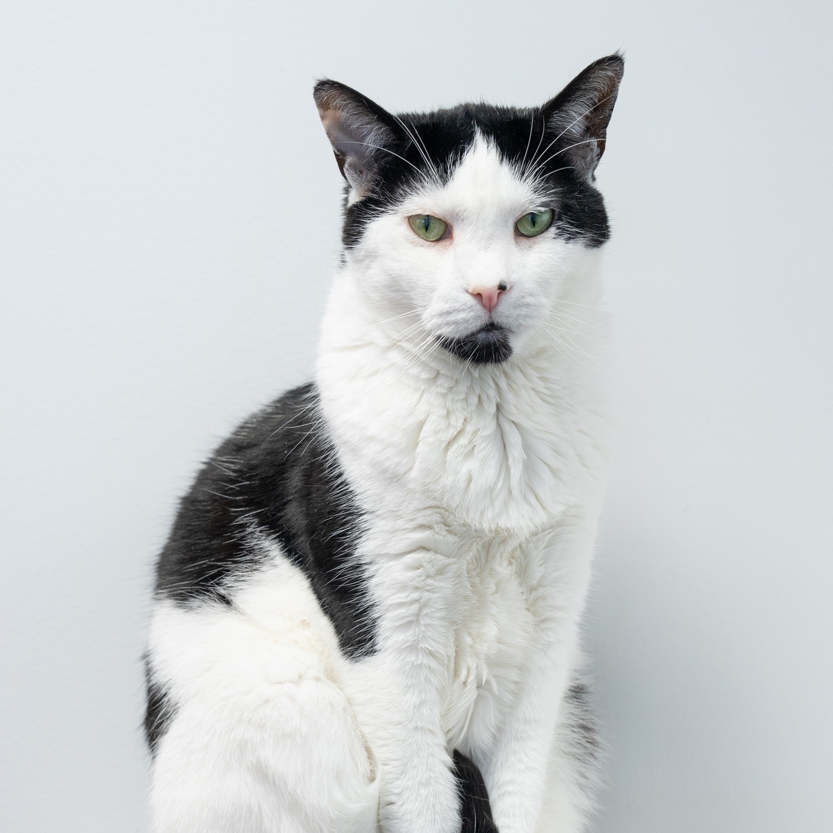 Ana, Adoptable, Adult Female Domestic Short Hair.