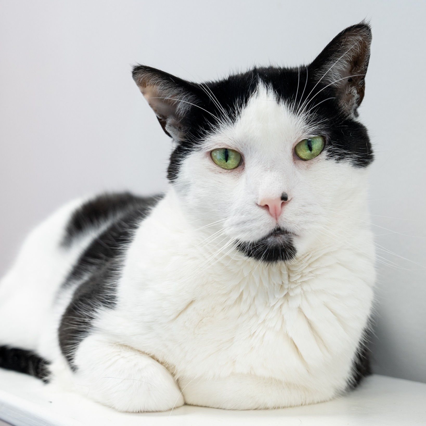 Enlarge Ana, a Adoptable Domestic Short Hair in North Haven, CT image 6/6