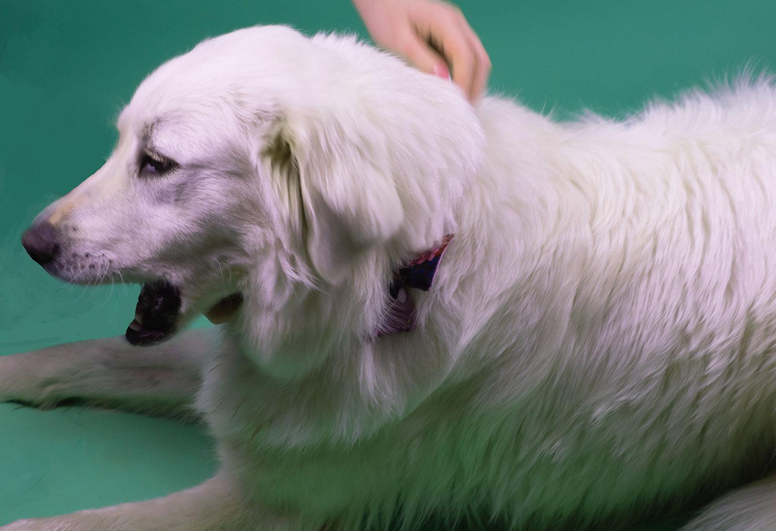 Duke, Adoptable, Young Male Great Pyrenees & Shepherd.