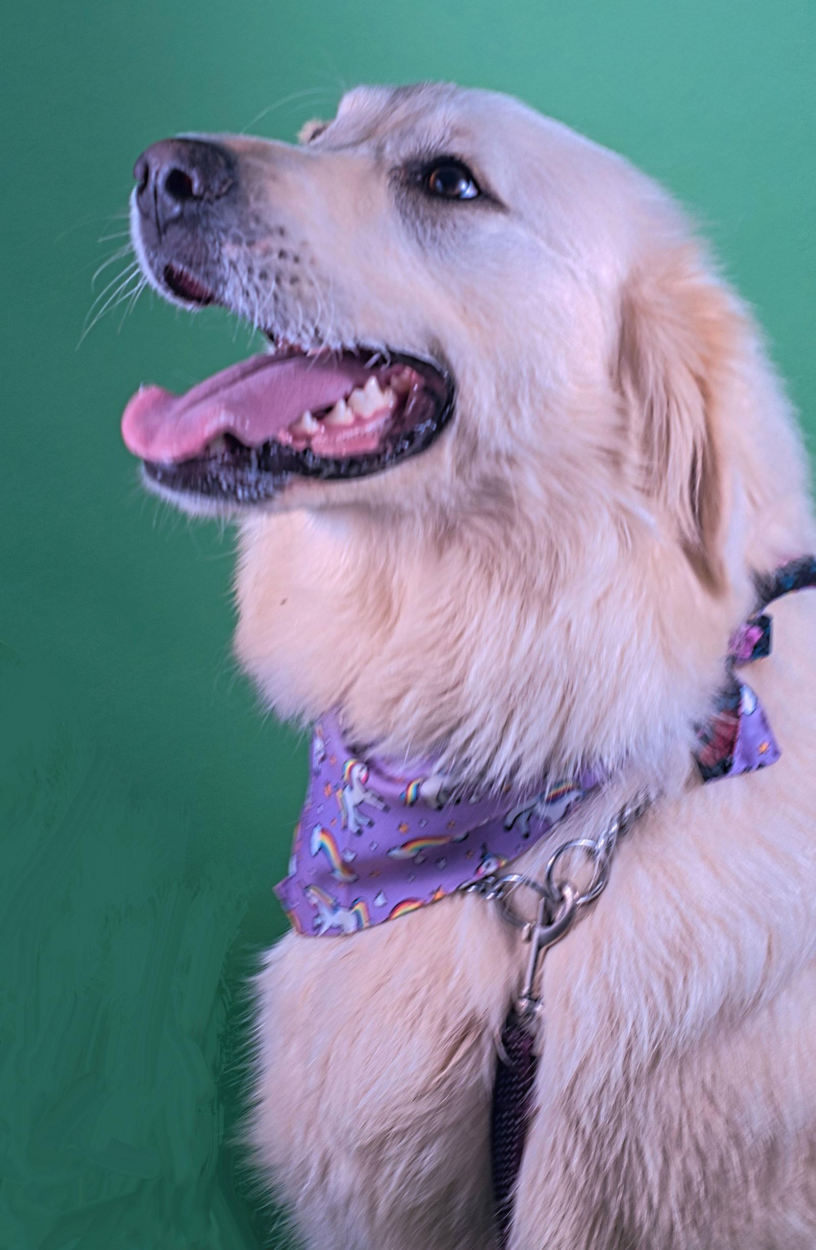 Enlarge Duke, a Adoptable mixed breed in Holly Springs, MS image 3/3