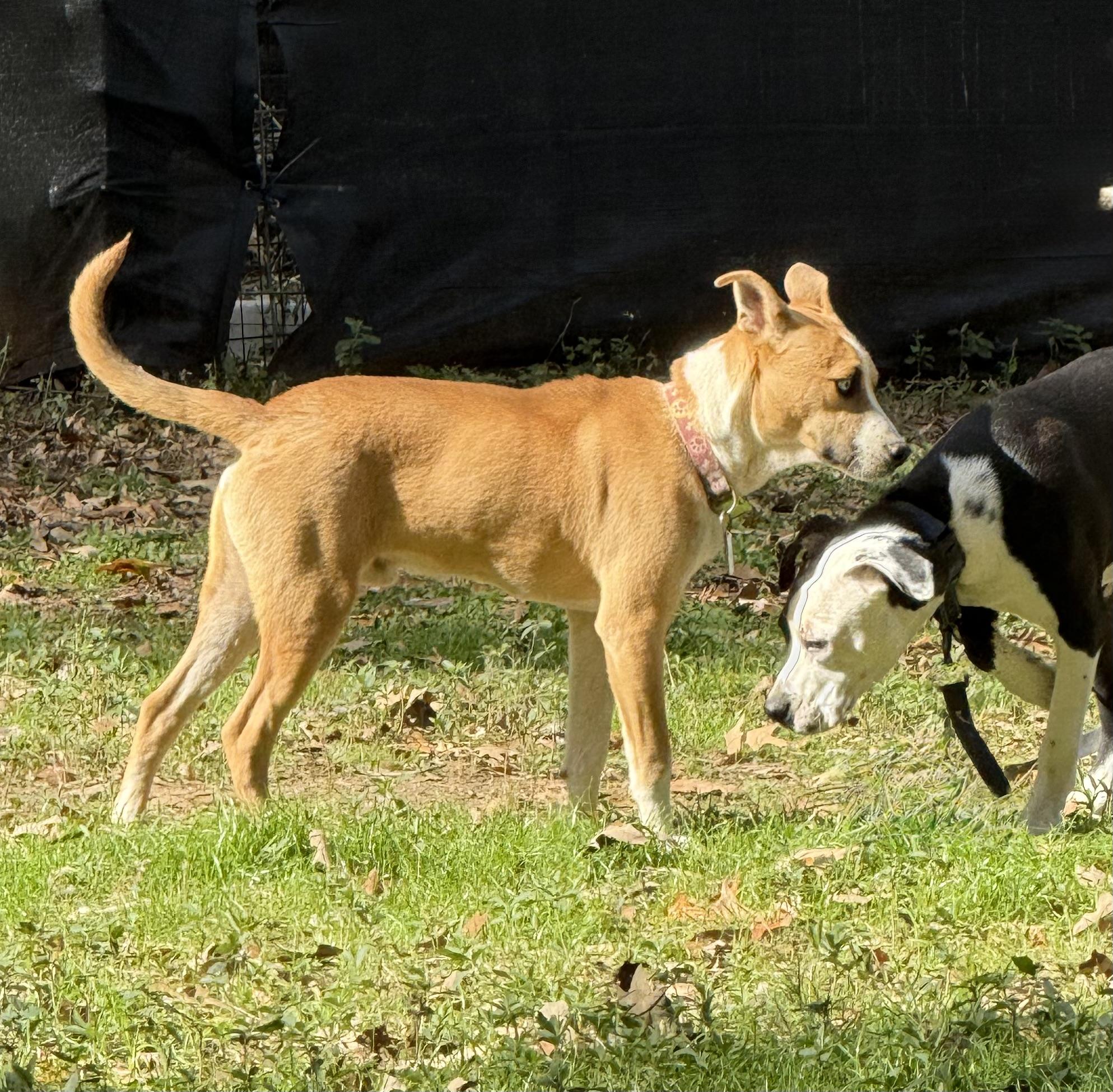 Enlarge Sweet Potato, a Adoptable mixed breed in Middletown, CT image 2/5