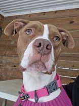Noelle, ADOPTABLE, Adult Female Pit Bull Terrier.