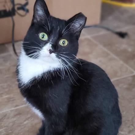 Olivia, Adoptable, Young Female Domestic Short Hair.