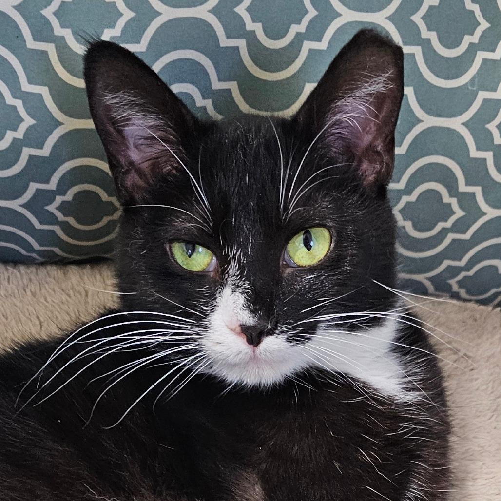 Enlarge Olivia, a Adoptable Domestic Short Hair in Grinnell, IA image 2/3