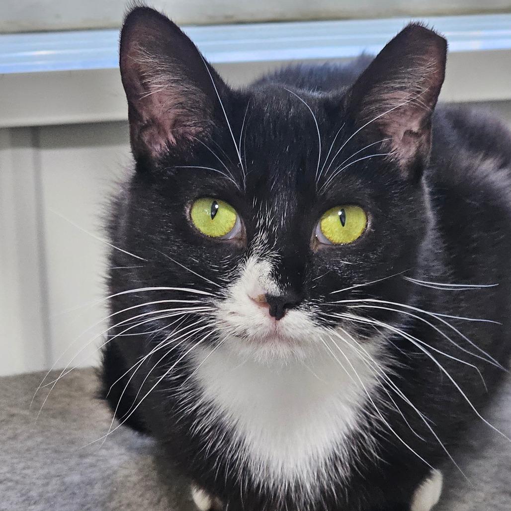 Enlarge Olivia, a Adoptable Domestic Short Hair in Grinnell, IA image 2/2