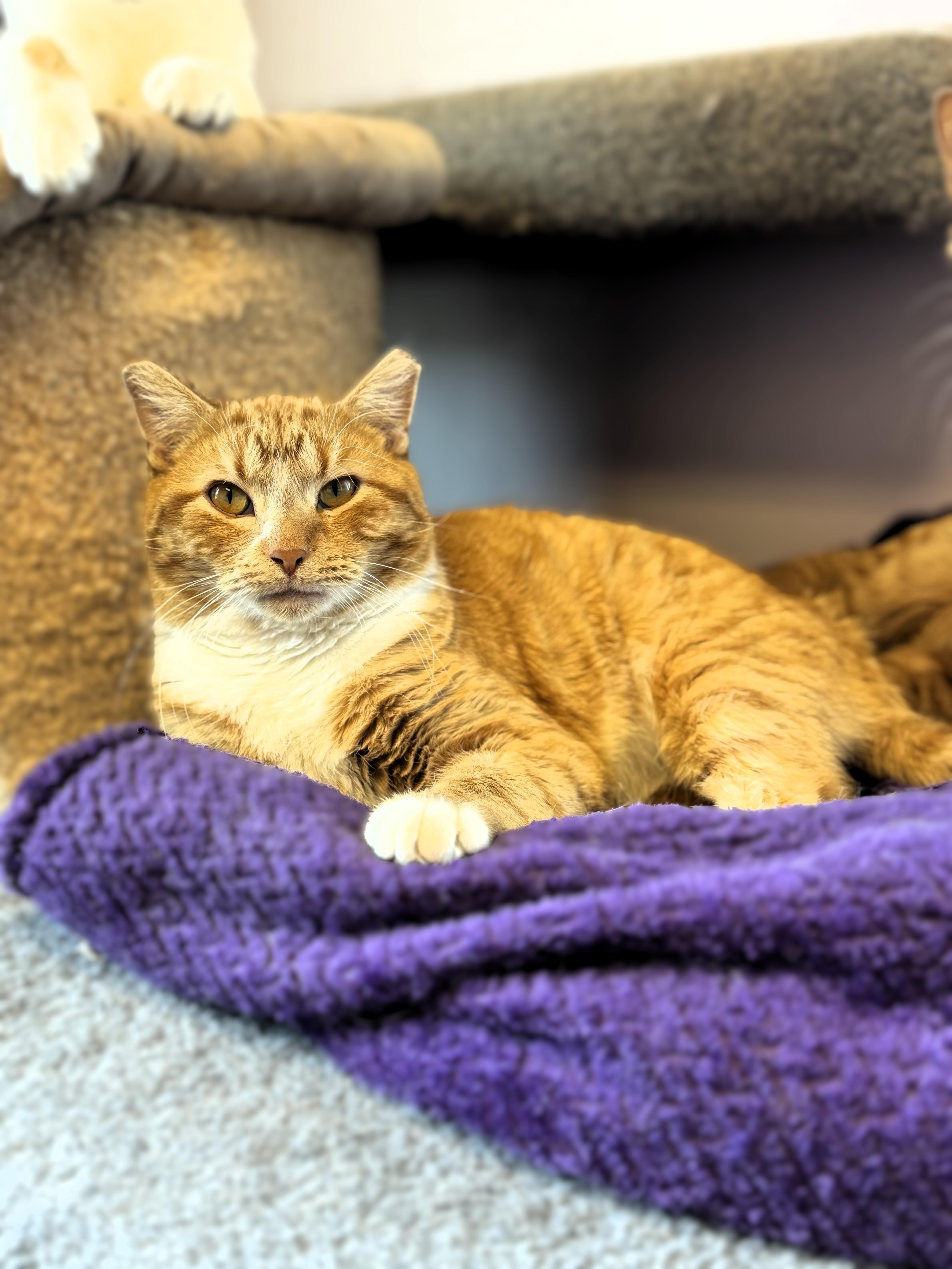 Napolean, an adoptable Domestic Short Hair in Pekin, IL_image-1