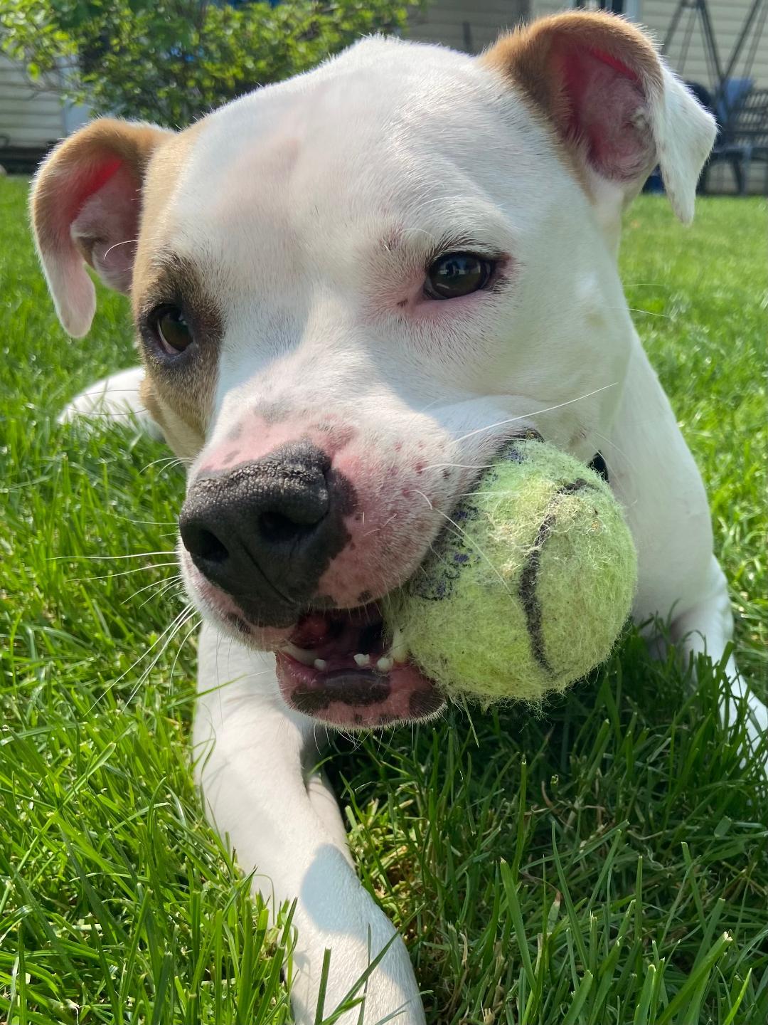 Enlarge Piper - Courtesy Listing, a Adoptable Pit Bull Terrier in Rootstown, OH image 1/3