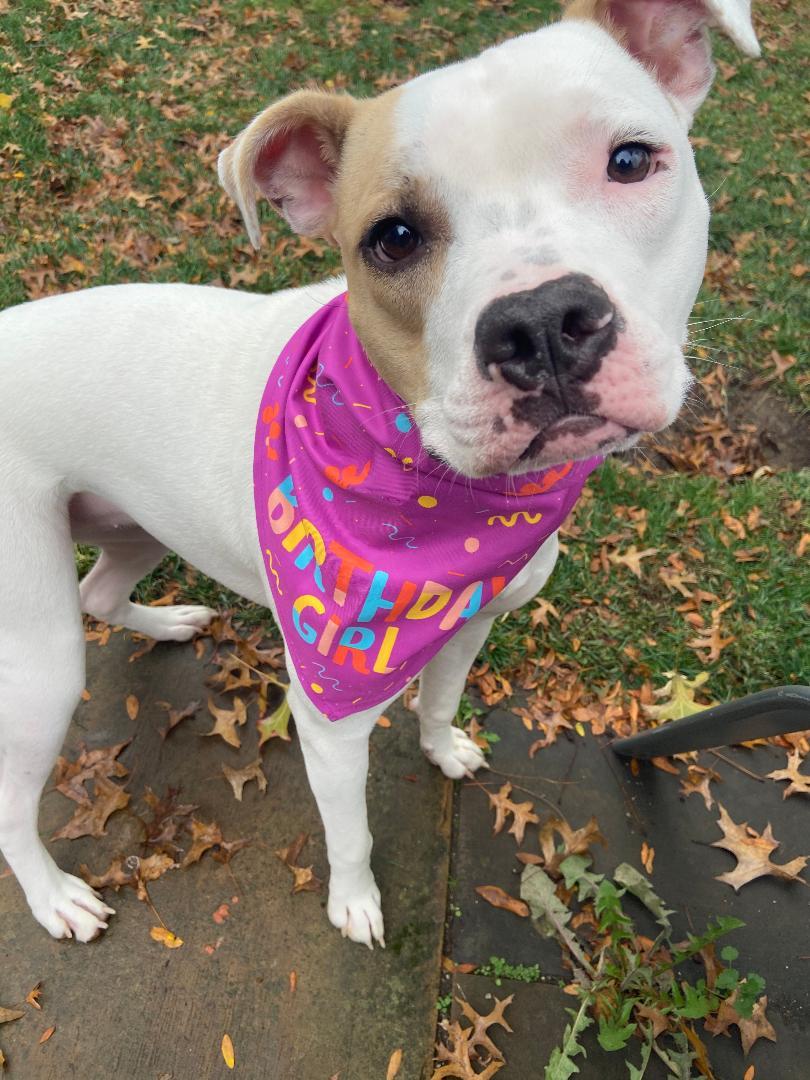 Enlarge Piper - Courtesy Listing, a Adoptable Pit Bull Terrier in Rootstown, OH image 2/3