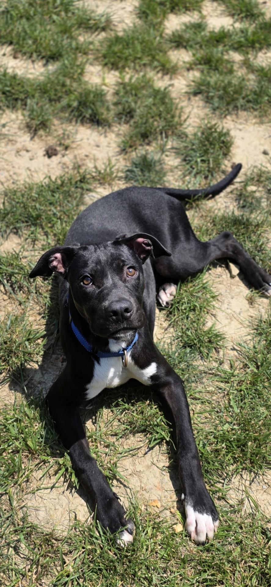 Enlarge Silver Fish, a ADOPTABLE mixed breed in Shepherdsville, KY image 5/5
