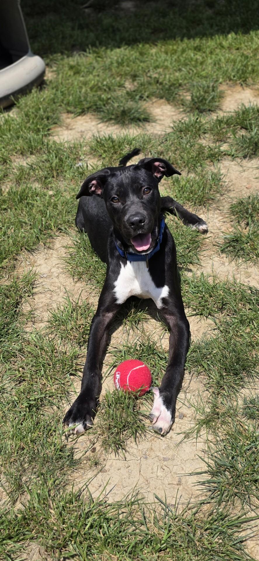 Enlarge Silver Fish, a ADOPTABLE mixed breed in Shepherdsville, KY image 2/5