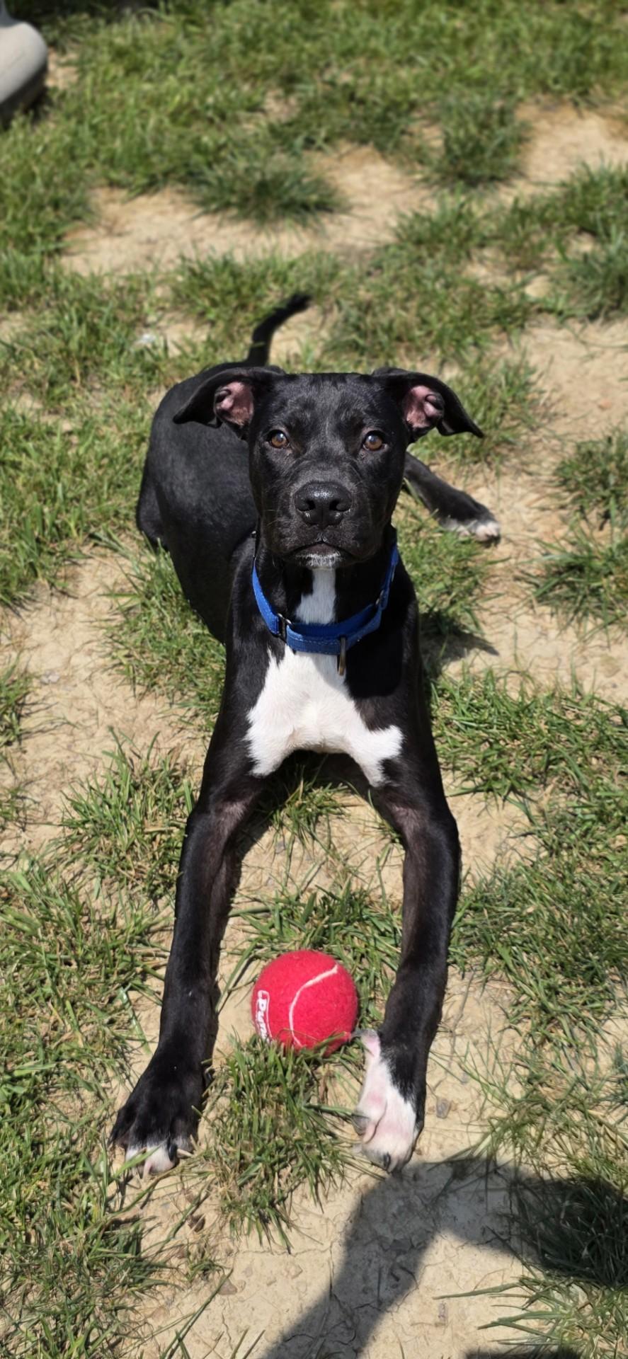 Silver Fish, ADOPTABLE, Young Male Pit Bull Terrier.