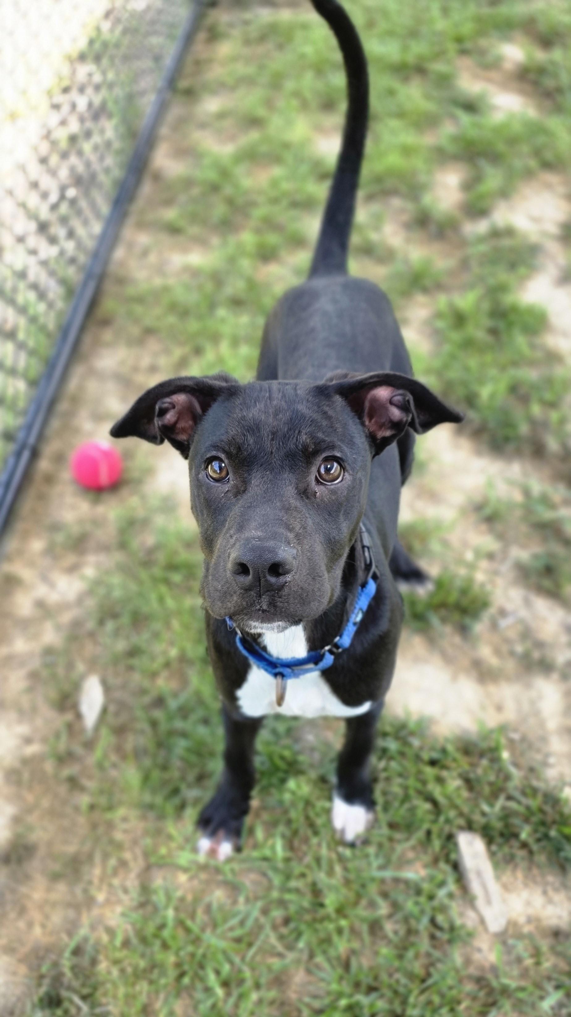 Enlarge Silver Fish, a ADOPTABLE mixed breed in Shepherdsville, KY image 3/5