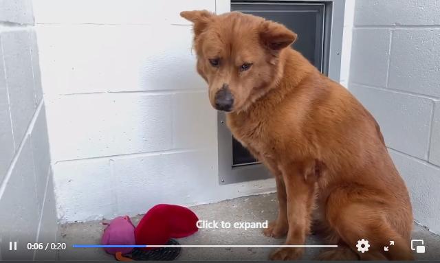 Enlarge Mocha 2023, a Adoptable mixed breed in Houston, TX image 2/5