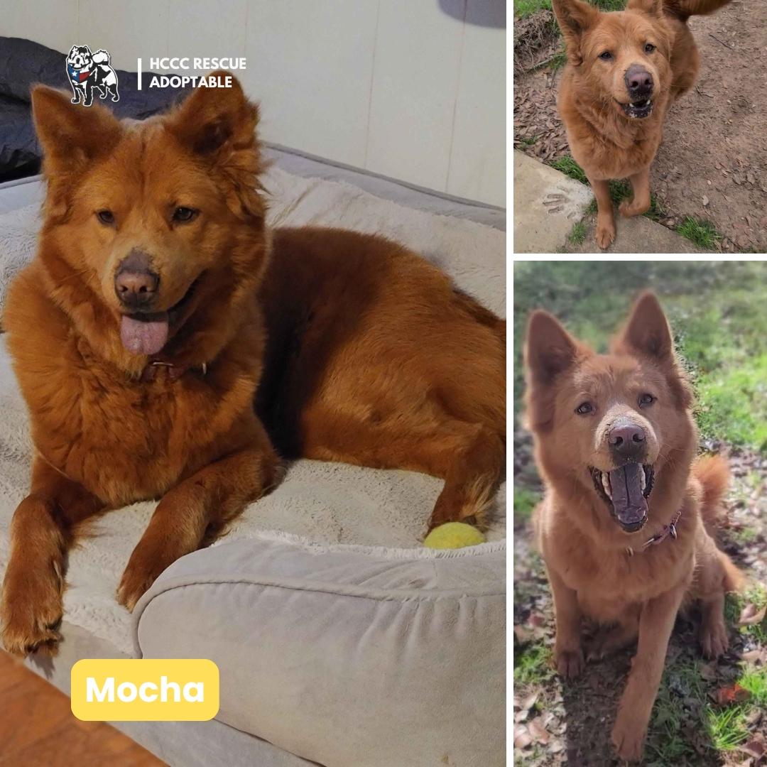 Enlarge Mocha 2023, a Adoptable mixed breed in Houston, TX image 3/5