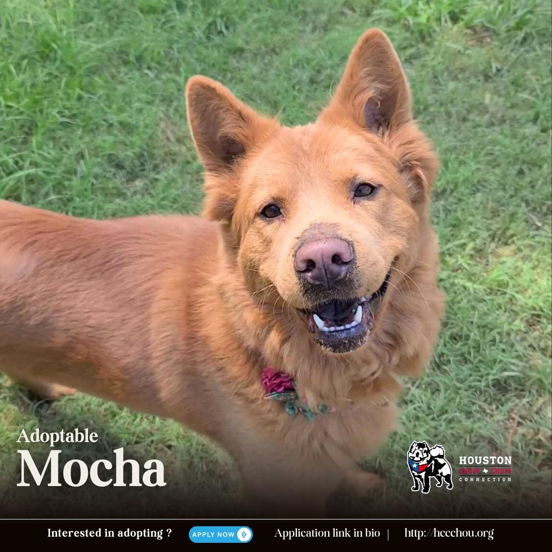 Enlarge Mocha 2023, a Adoptable mixed breed in Houston, TX image 4/5