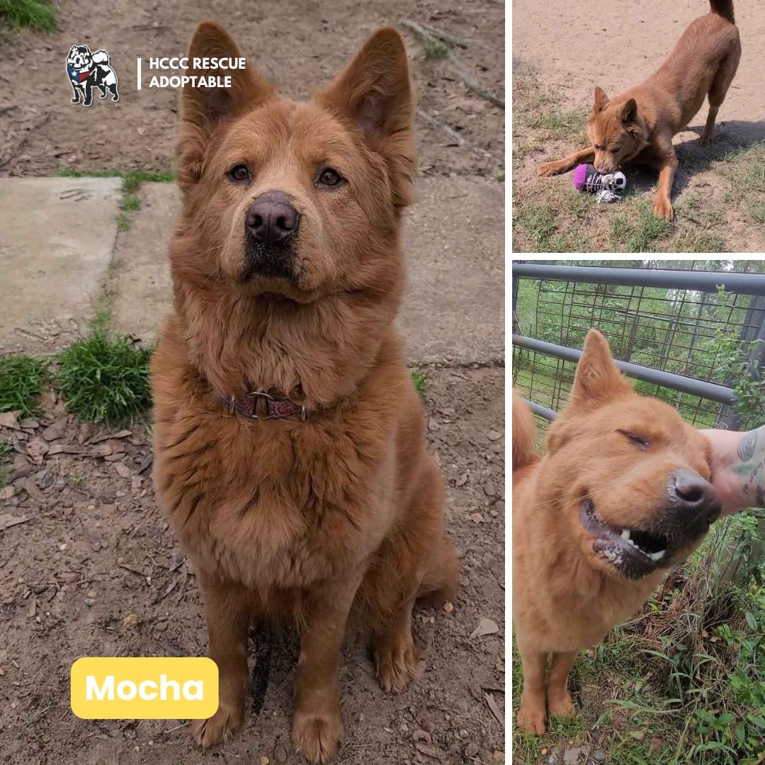 Enlarge Mocha 2023, a Adoptable mixed breed in Houston, TX image 5/5