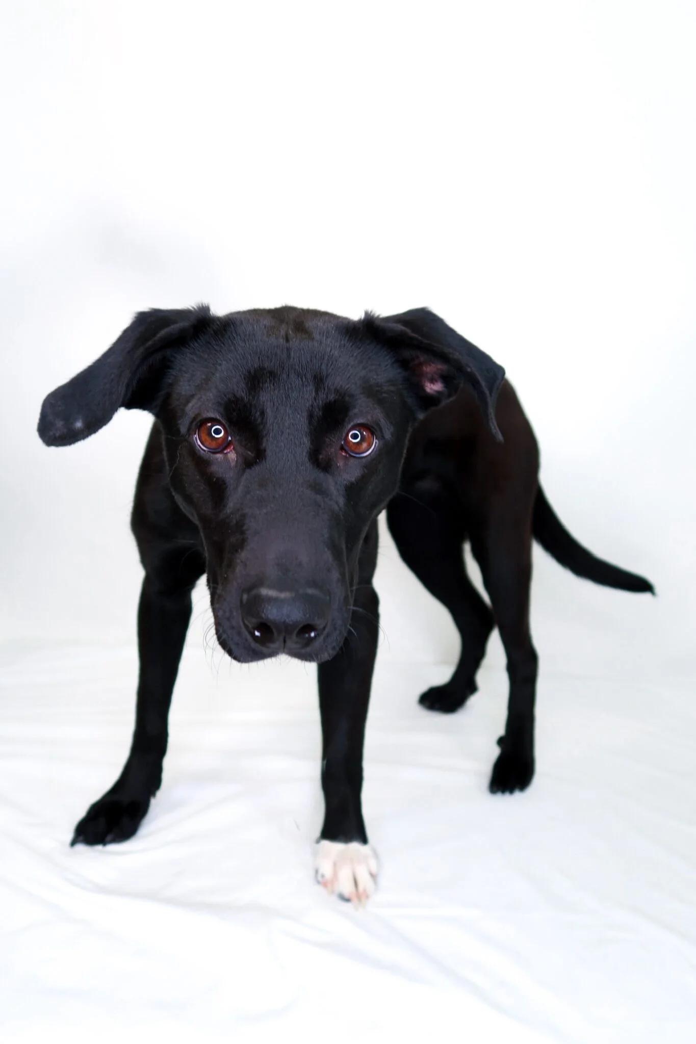Enlarge Sable, a ADOPTABLE mixed breed in Bixby, OK image 6/6