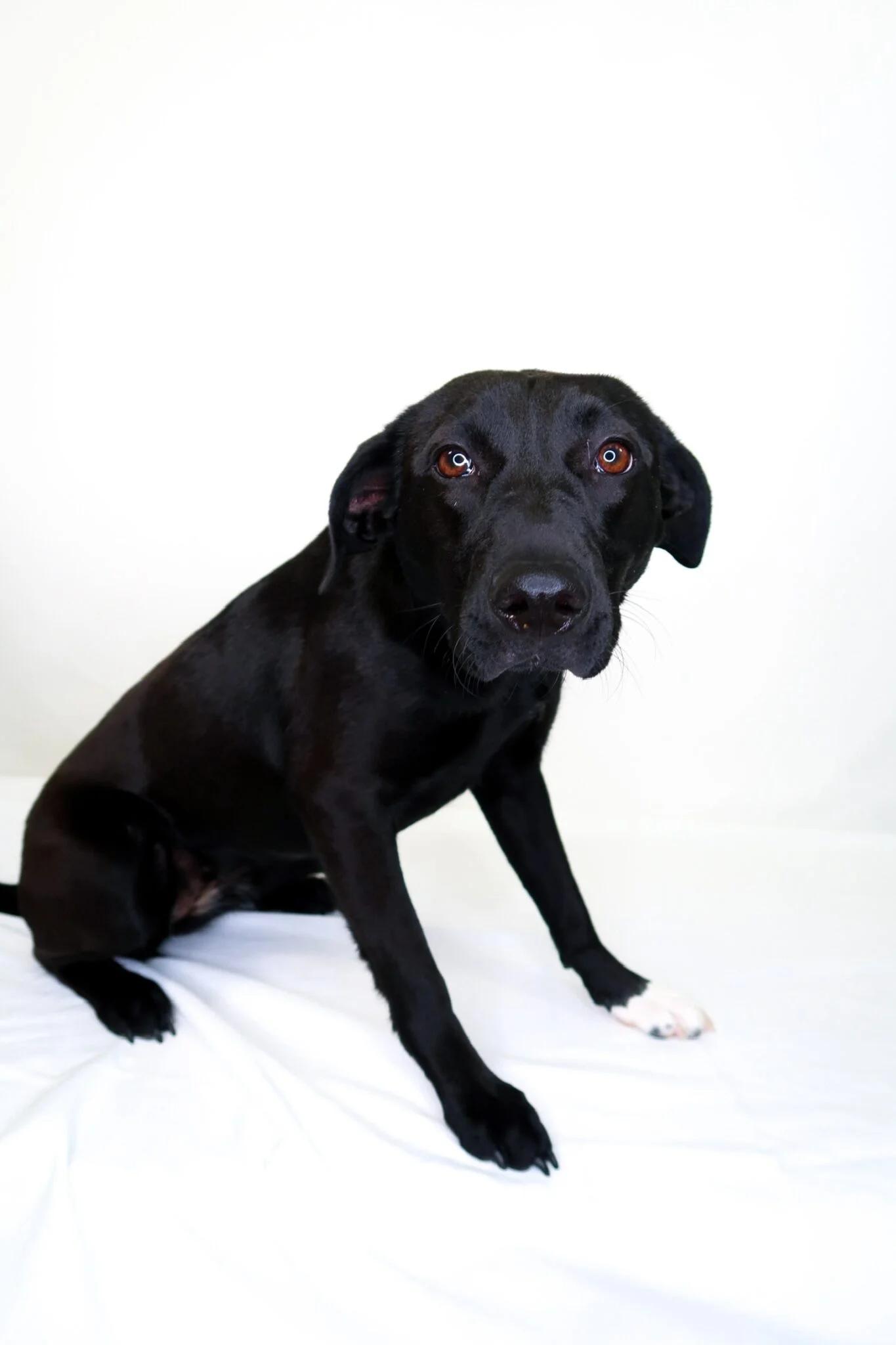 Sable, ADOPTABLE, Young Female Black Labrador Retriever.