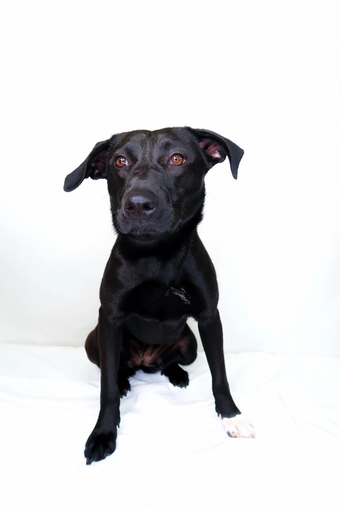 Enlarge Sable, a ADOPTABLE mixed breed in Bixby, OK image 2/6