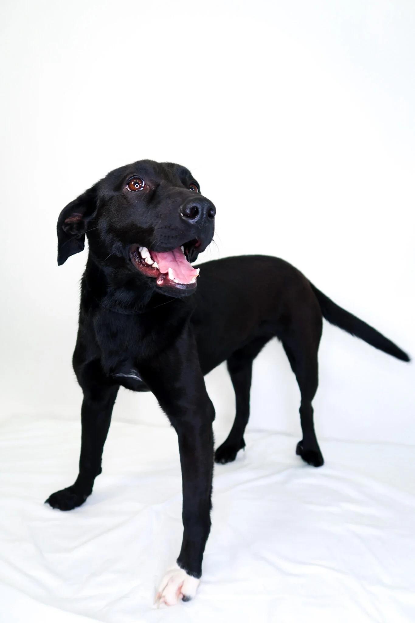 Enlarge Sable, a ADOPTABLE mixed breed in Bixby, OK image 5/6