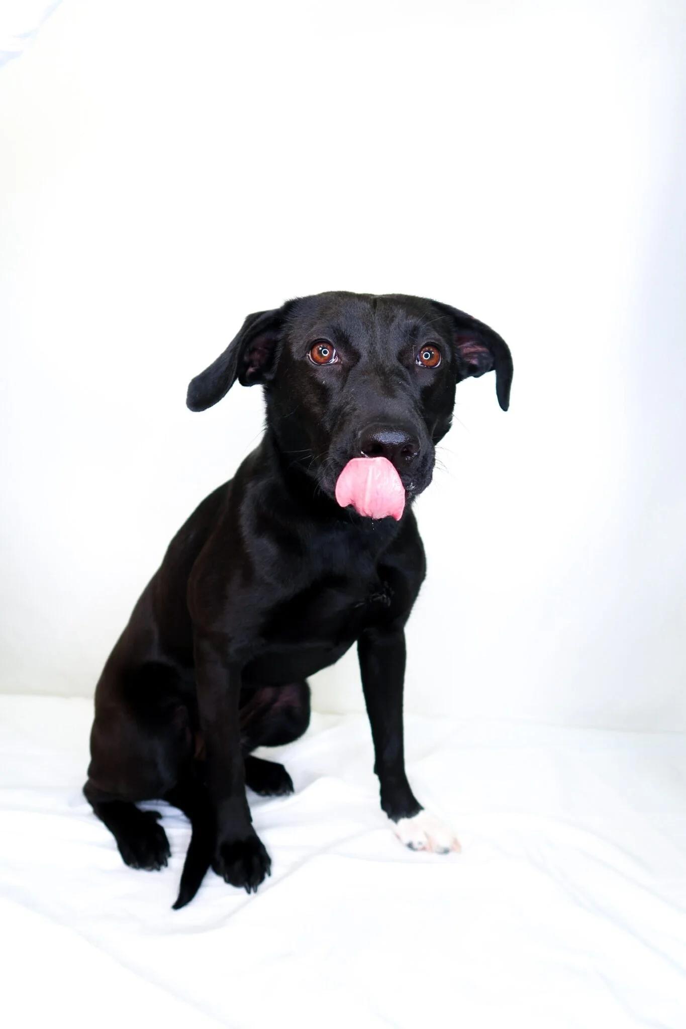 Enlarge Sable, a ADOPTABLE mixed breed in Bixby, OK image 3/6