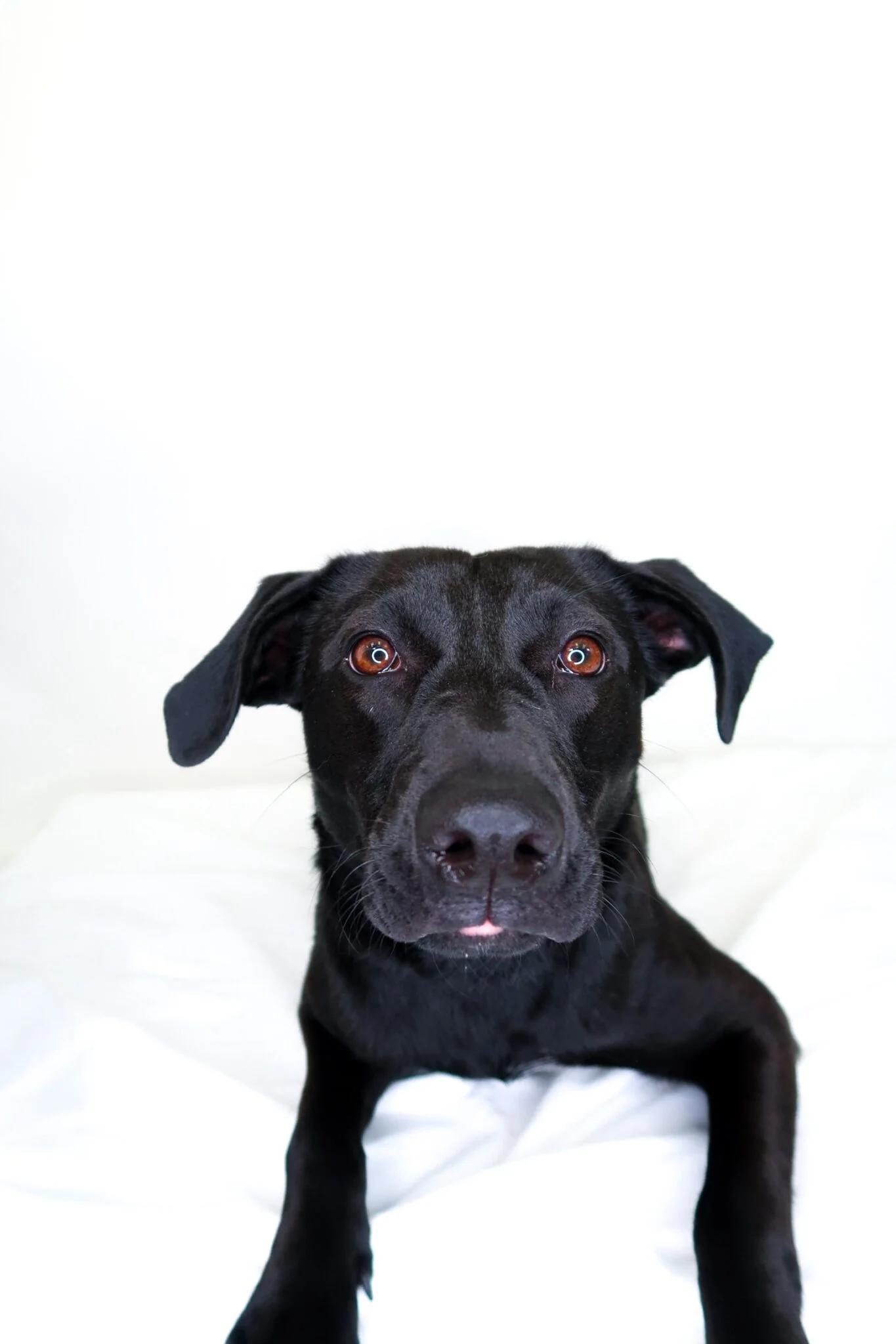 Enlarge Sable, a ADOPTABLE mixed breed in Bixby, OK image 4/6