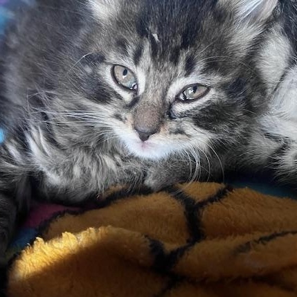 Naomi, adoptable, Kitten Female Domestic Long Hair.