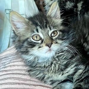 Enlarge Naomi, an adoptable Domestic Long Hair in Cleveland, OH image 4/5