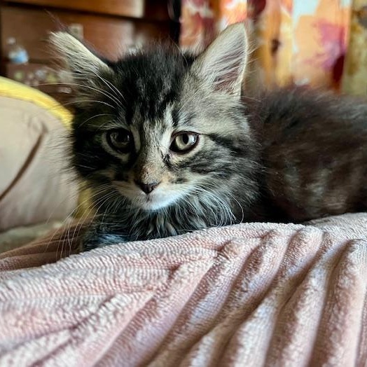 Enlarge Naomi, an adoptable Domestic Long Hair in Cleveland, OH image 5/5