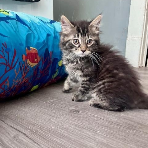 Enlarge Naomi, an adoptable Domestic Long Hair in Cleveland, OH image 2/5