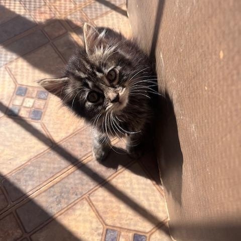 Enlarge Naomi, an adoptable Domestic Long Hair in Cleveland, OH image 3/5