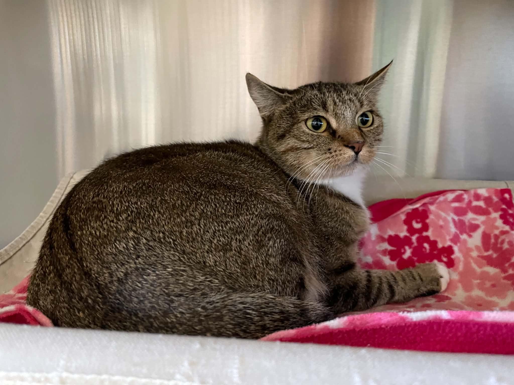 Enlarge Nubbins, a Adoptable Domestic Short Hair in Medford, OR image 3/3