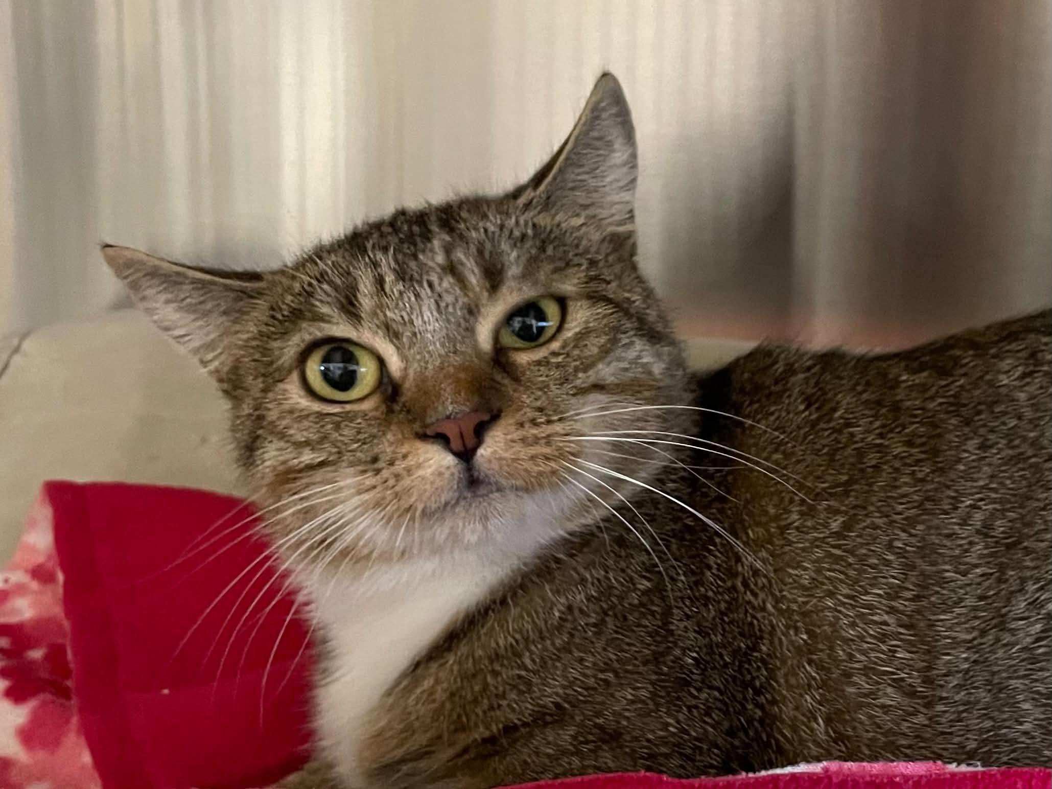 Enlarge Nubbins, a Adoptable Domestic Short Hair in Medford, OR image 2/3