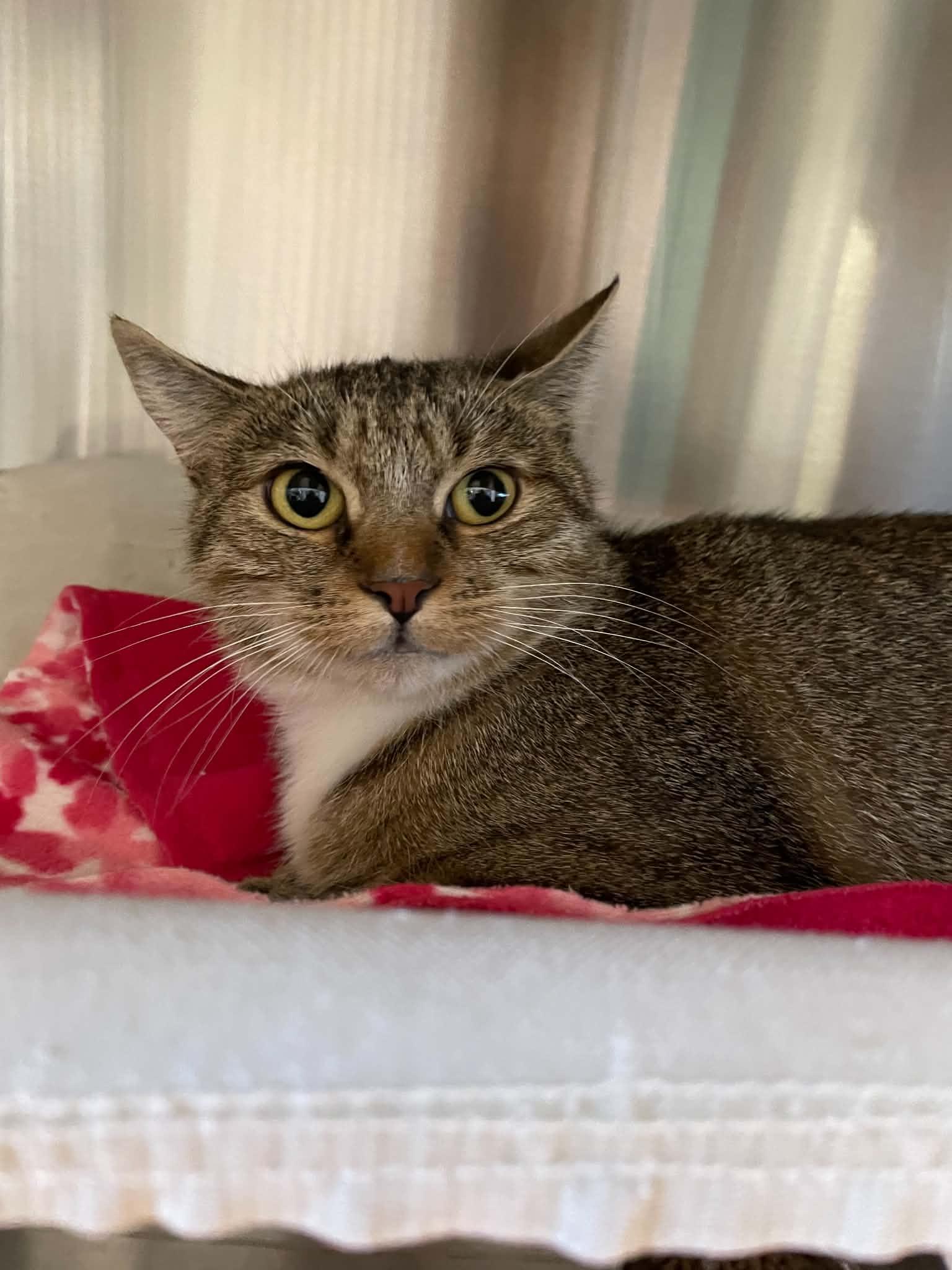 Nubbins, Adoptable, Adult Female Domestic Short Hair.