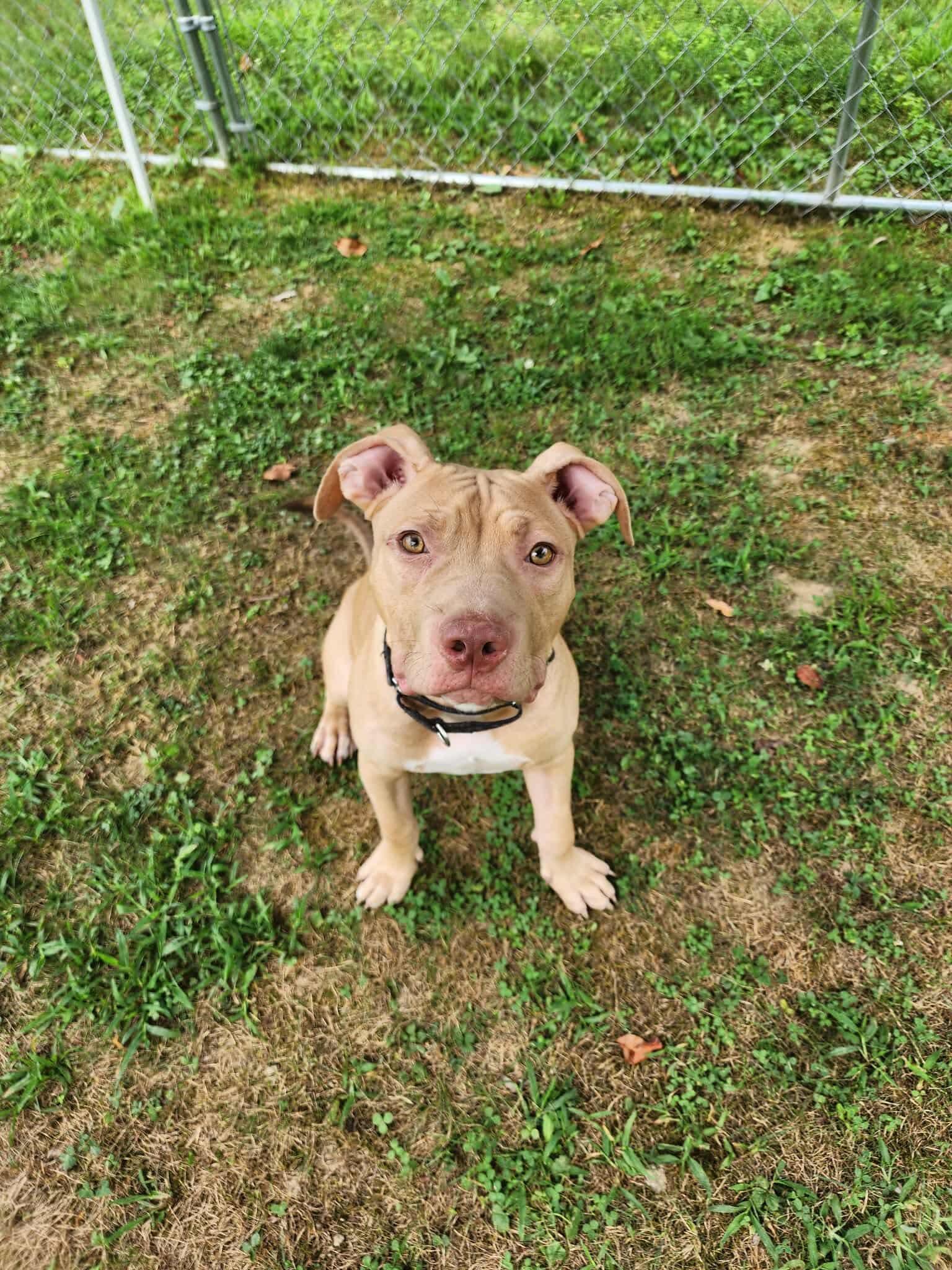 Arlo 3