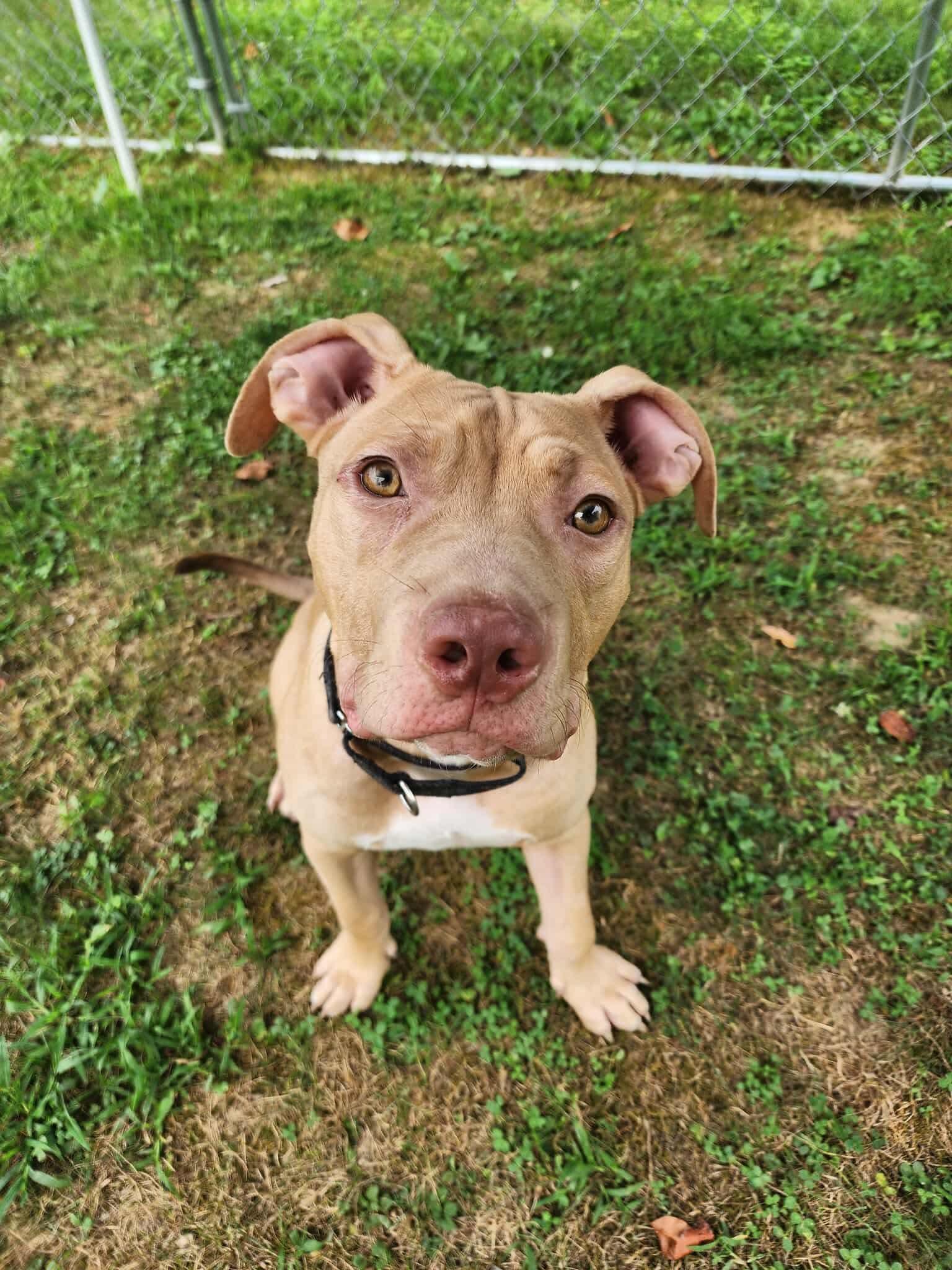 Arlo 4