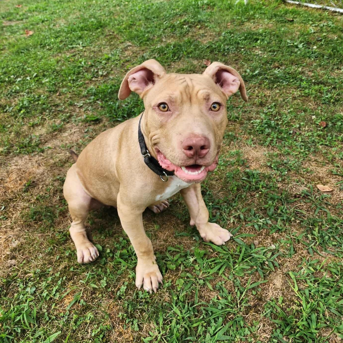 Arlo 1
