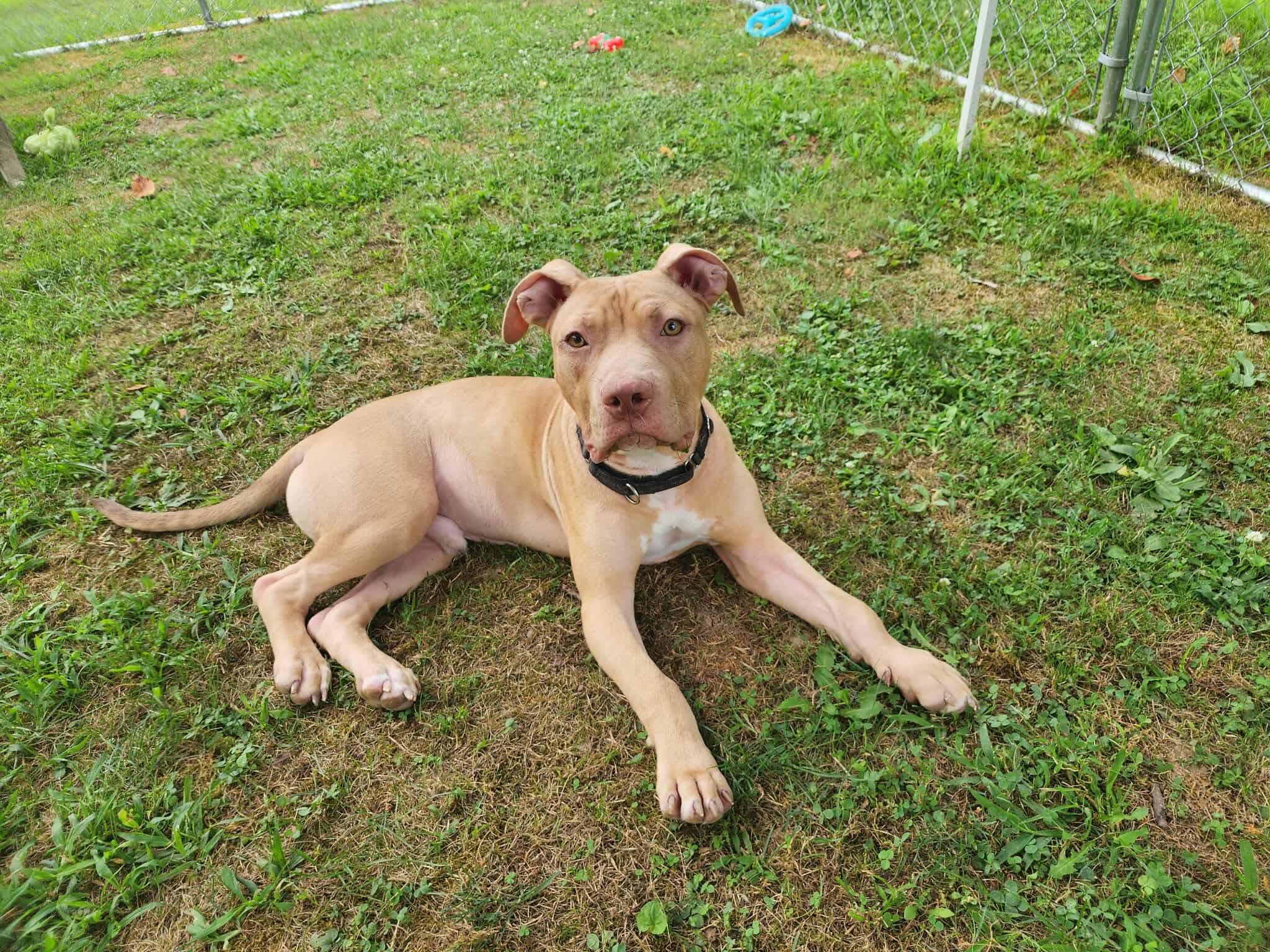 Arlo 5
