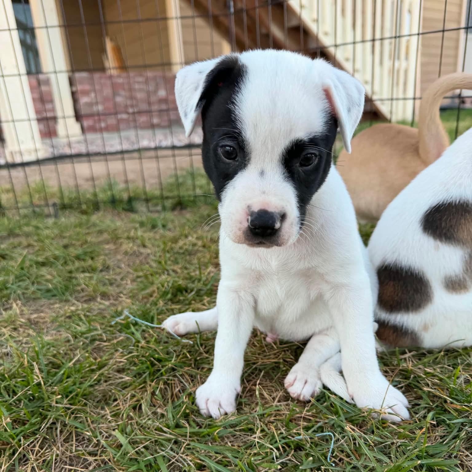 Enlarge Hunter, a ADOPTABLE mixed breed in Mead, CO image 4/5