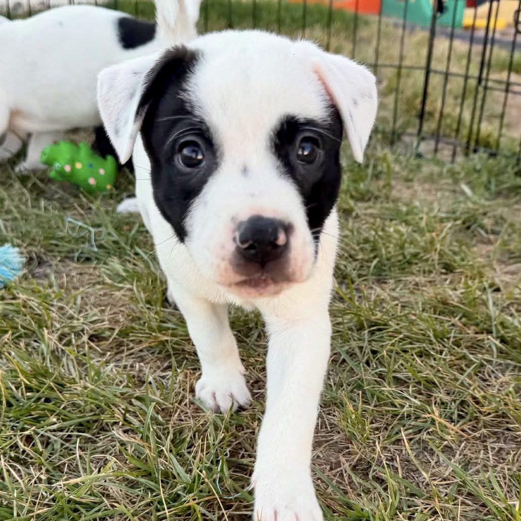 Hunter, ADOPTABLE, Puppy Male Boxer & Pit Bull Terrier.