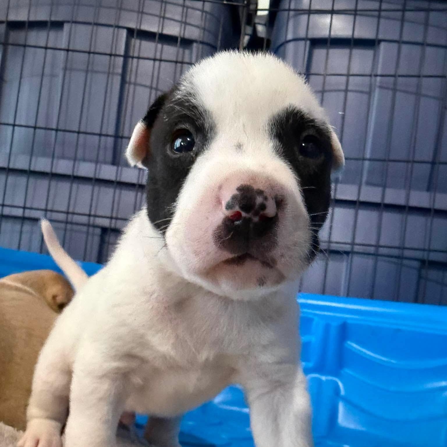 Enlarge Hunter, a ADOPTABLE mixed breed in Mead, CO image 2/5