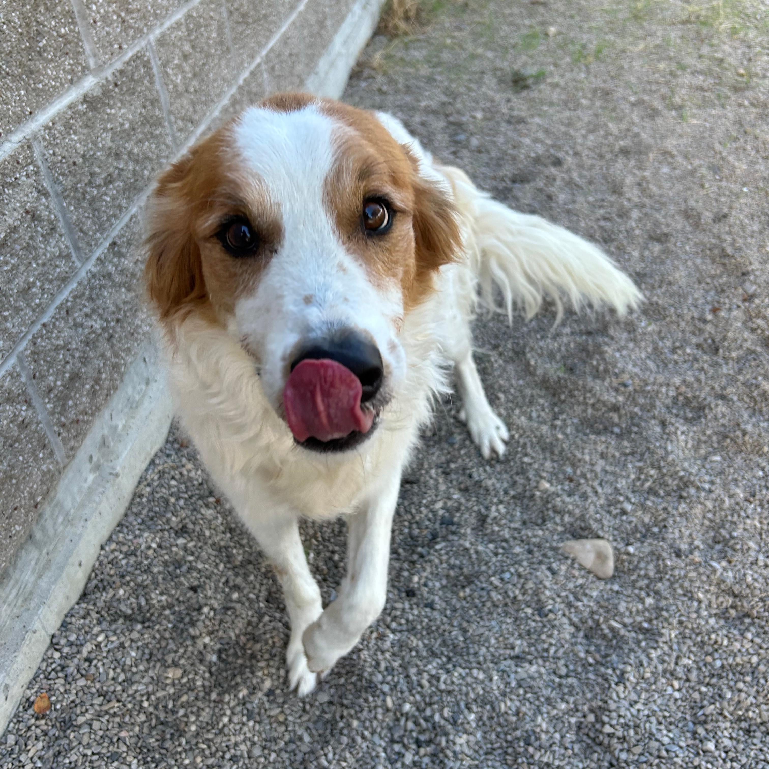 Enlarge Jax, a Adopted mixed breed in Lindon, UT image 3/6