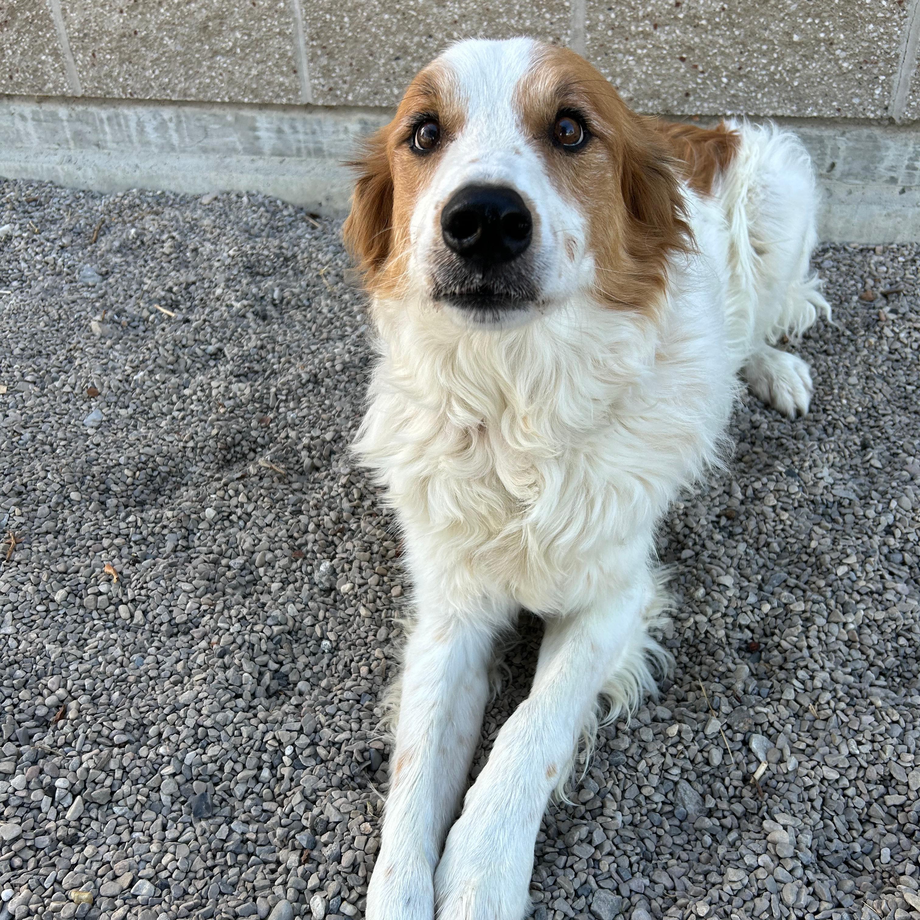 Enlarge Jax, a Adopted mixed breed in Lindon, UT image 5/6