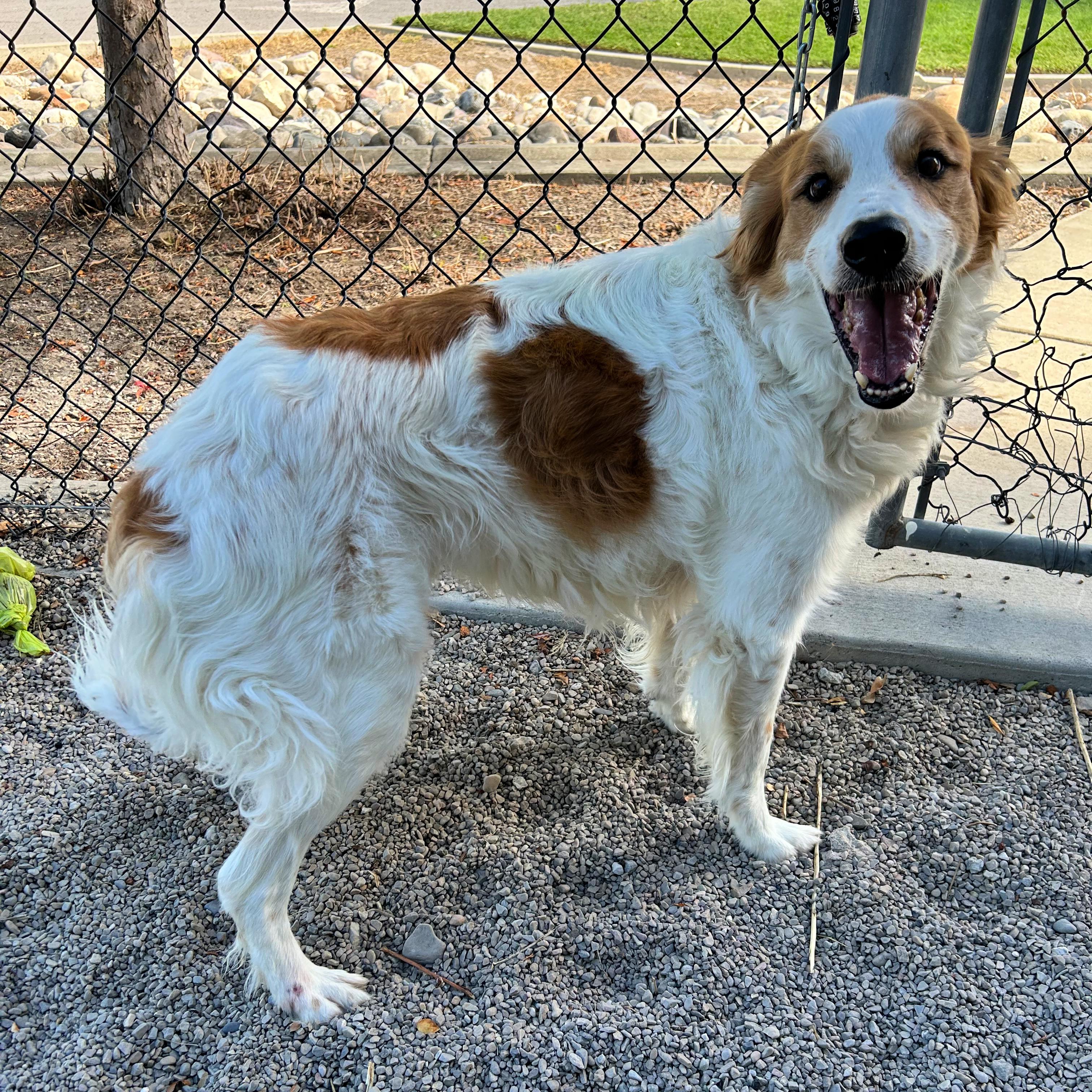 Enlarge Jax, a Adopted mixed breed in Lindon, UT image 2/6