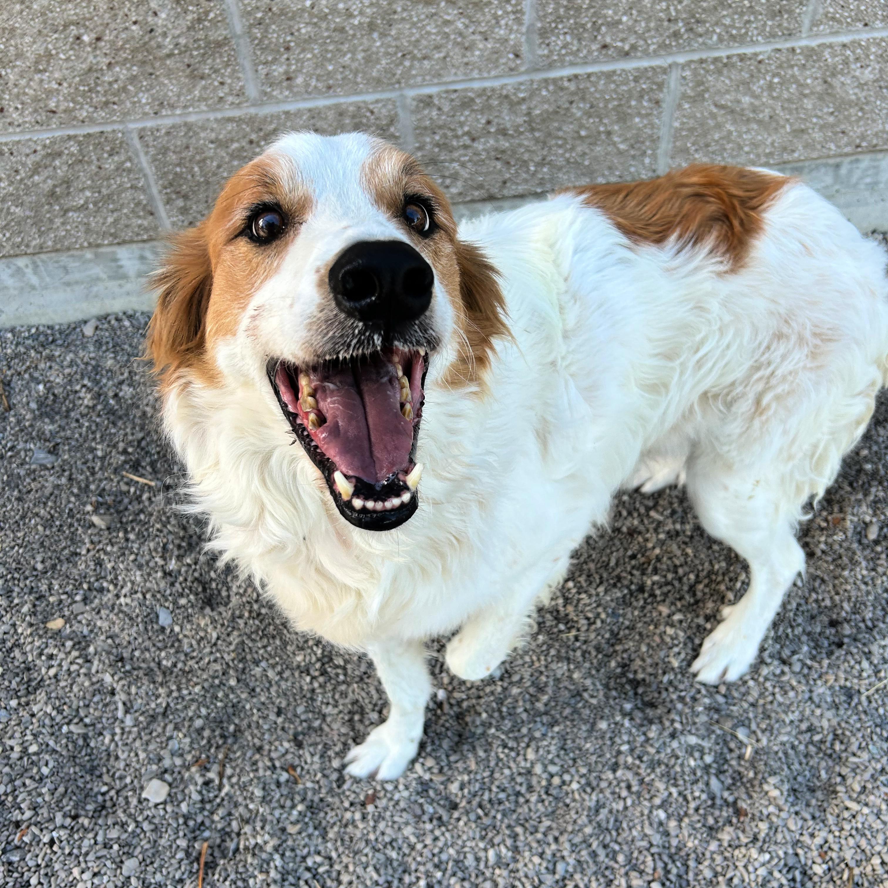 Enlarge Jax, a Adopted mixed breed in Lindon, UT image 4/6