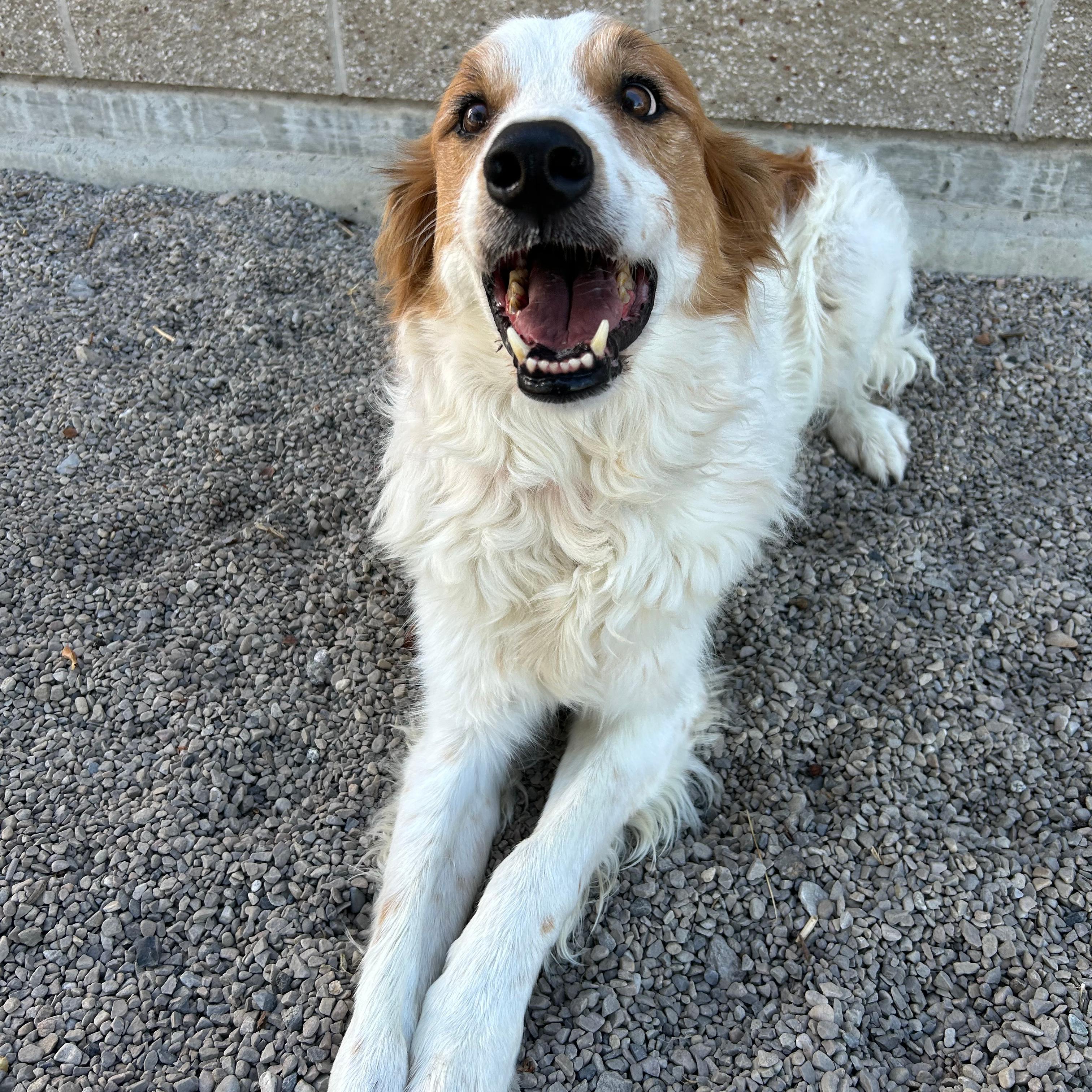 Enlarge Jax, a Adopted mixed breed in Lindon, UT image 6/6