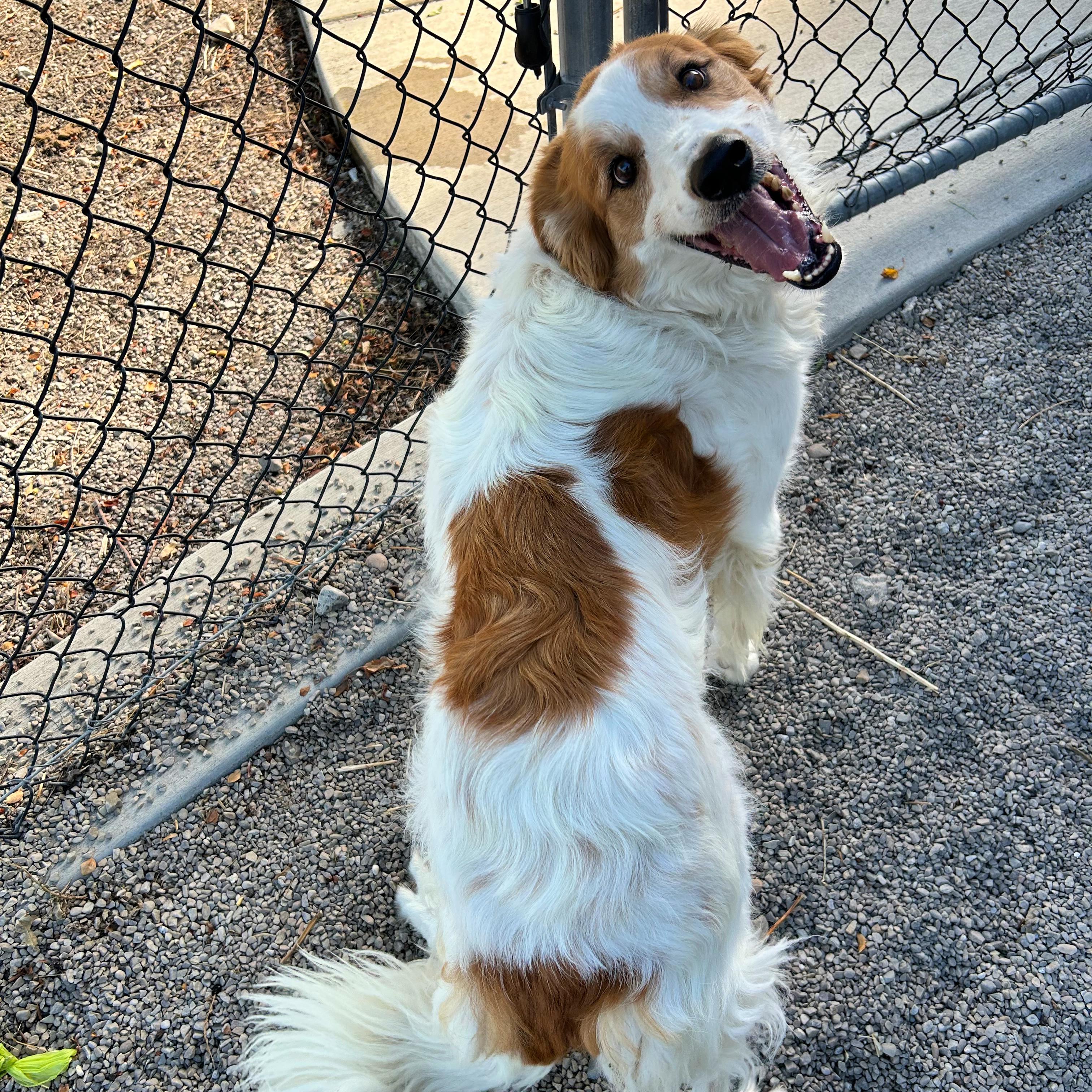 Jax, Adopted, Senior Male Australian Shepherd & Border Collie.